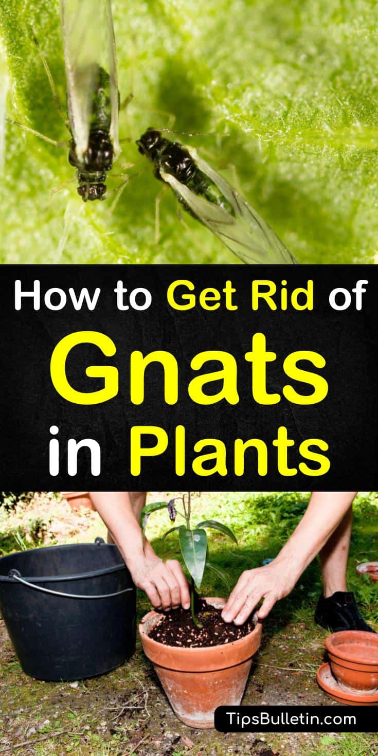 Learn how to use simple remedies to get rid of gnats in plants. Use simple ingredients, like apple cider vinegar to get rid of gnats in your houseplants. With some simple pest control solutions, you can start enjoying your indoor plants again. #getridofgnatsinplants #eliminategnats #getridofgnats