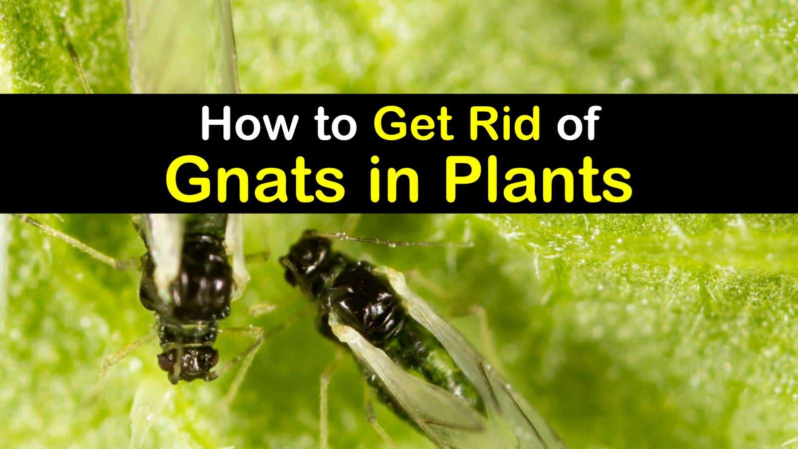 How to Get Rid of Gnats  in Plants 