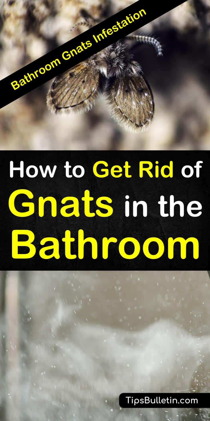 Learn why you might have gnats and drain flies in your bathroom and discover home remedies that will keep your shower drain and area around your bathtub free of these pesky flying insects. Get rid of gnats and drain flies fast. #gnatsinthebathroom #gnats #bathroom