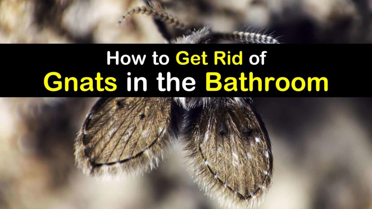 Bathroom Gnats Infestation How To Get Rid Of Gnats In The Bathroom