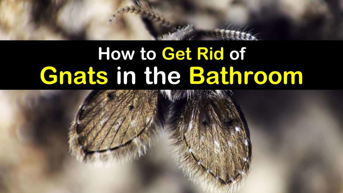 small gnats in bathroom sink