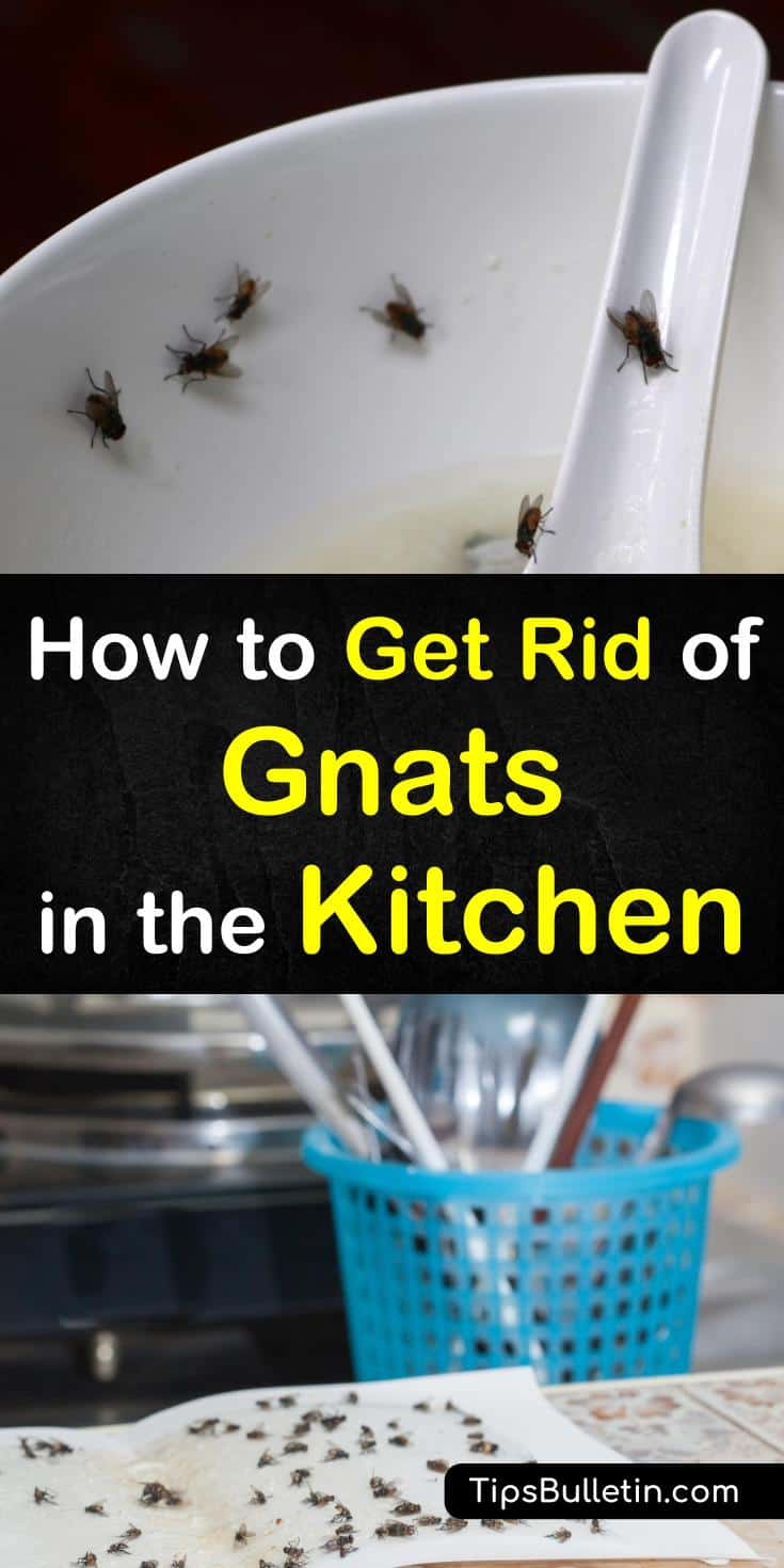Learn the best ways to get rid of gnats in the kitchen with simple solutions using everyday items. Kill kitchen gnats fast with a vinegar trap or pour bleach down the kitchen sink to control gnats in your house. #gnats #gnatsinkitchen #kitchen