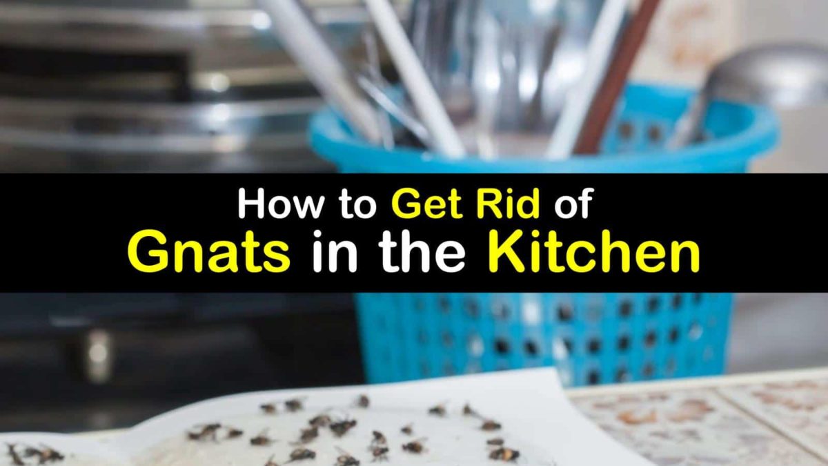 How To Get Rid Of Gnats In The Kitchen T1 1200x675 