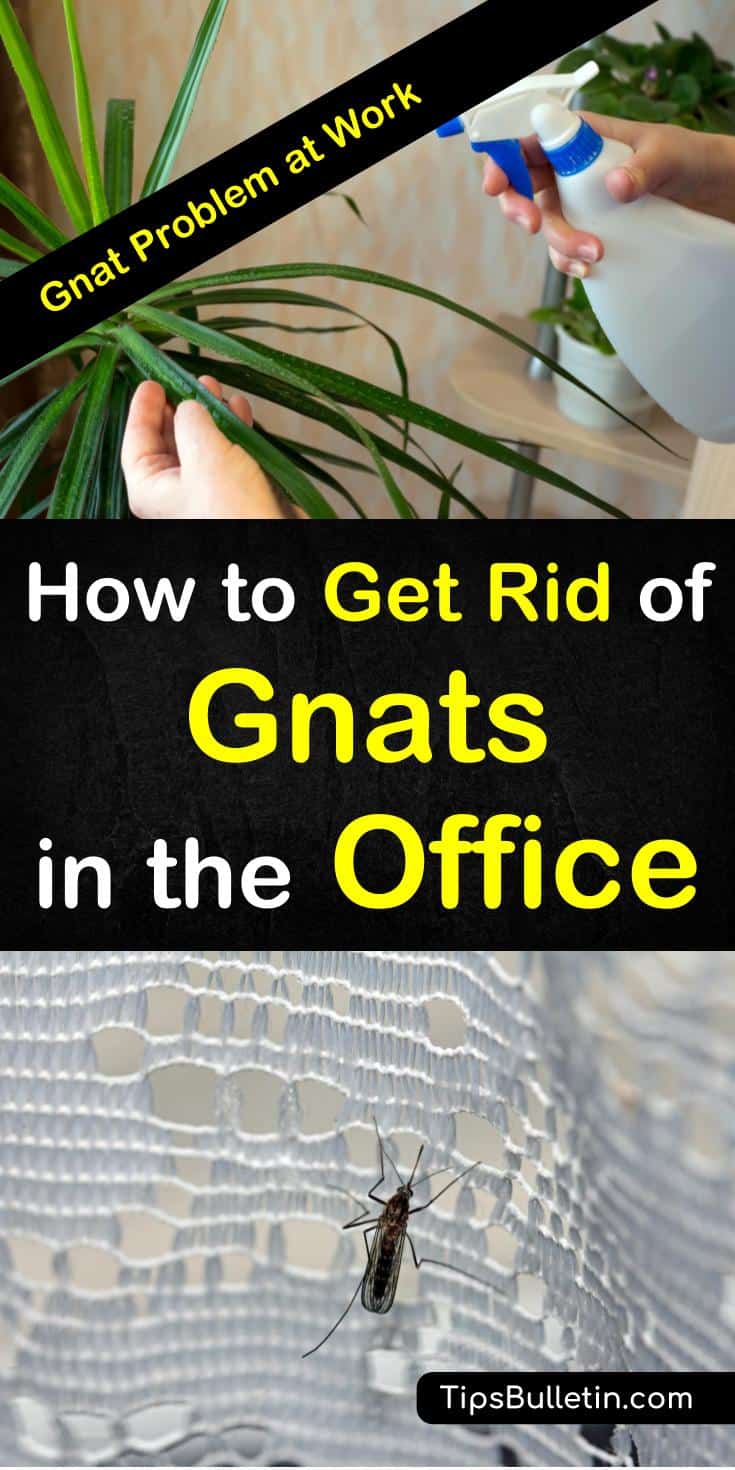 Learn how to get rid of gnats in the office building with easy pest control techniques. Quickly deal with infestations with everyday items and simple homemade gnat traps. Don't let gnats destroy your office plants, learn how to get rid of them for good. #gnatsoffice #gnats #office