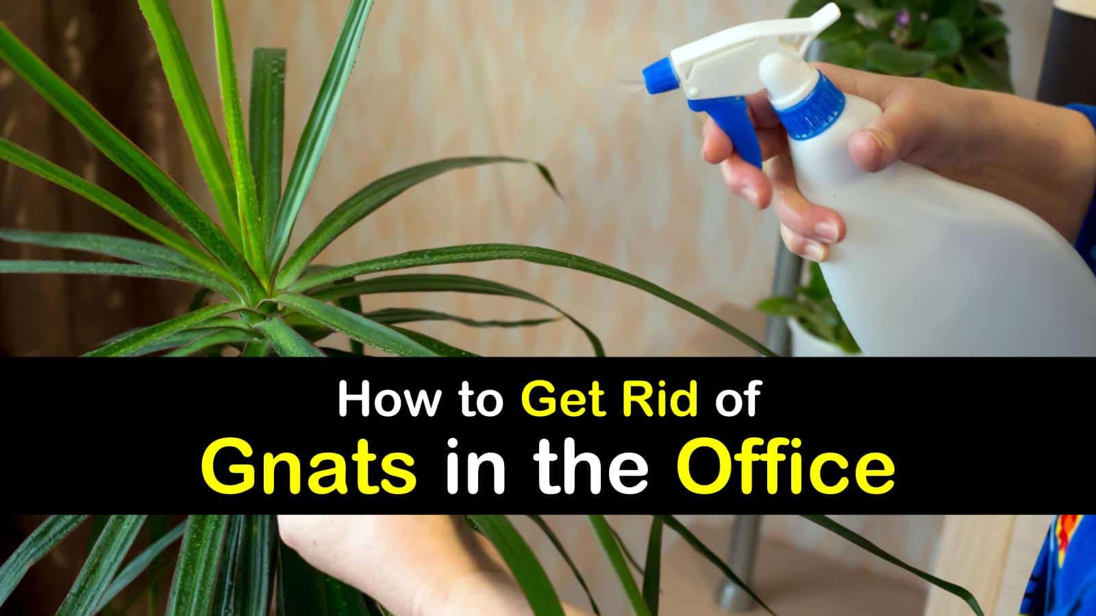 titleimg1 how to get rid of gnats in the office