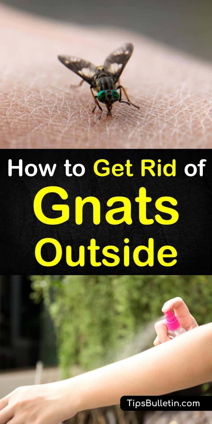 Discover how to use home remedies to get rid of gnats outside. With DIY apple cider vinegar fly traps and hydrogen peroxide soil drenches, you can kill the gnats in your yard without damaging a single houseplant. #getridofgnatsoutside #eliminategnats #trapgnatsoutside