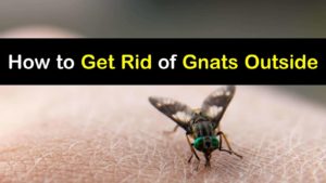 How to Get Rid of Gnats Outside titleimg1