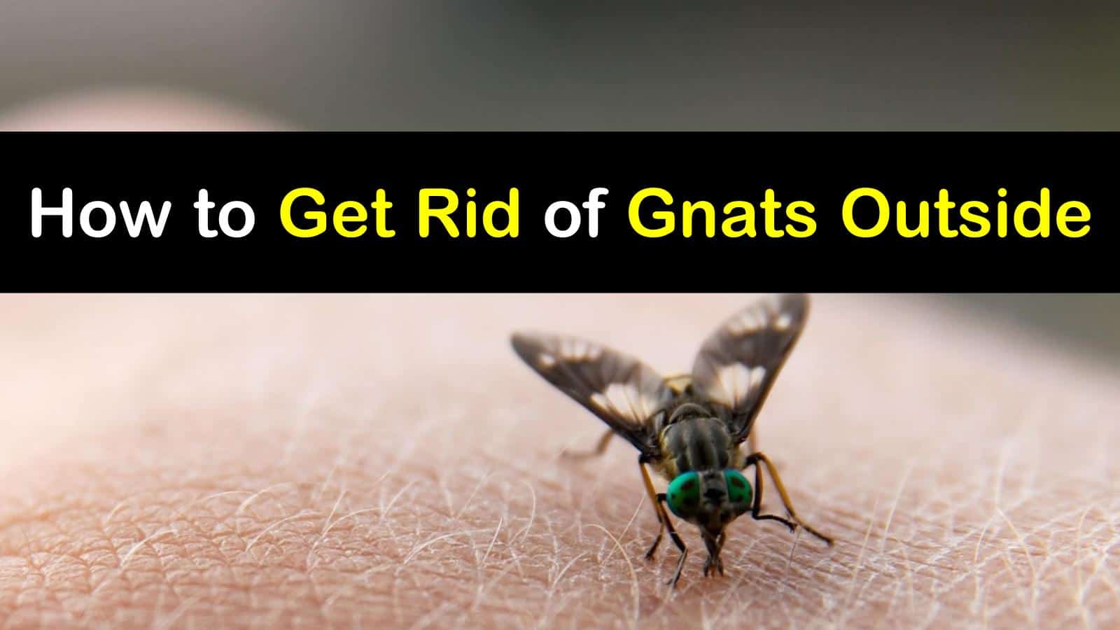 How to Get Rid of Gnats Outside