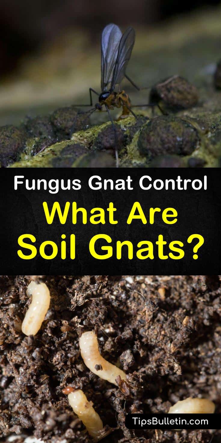 Discover how to get rid of fungus gnats and soil gnats from your houseplants. Learn how to use natural pest control methods to rid your house and garden of soil gnats and fruit flies. #soilgnats #getridofsoilgnats #soil #fungus #pestcontrol