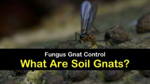 soil gnats titleimg1