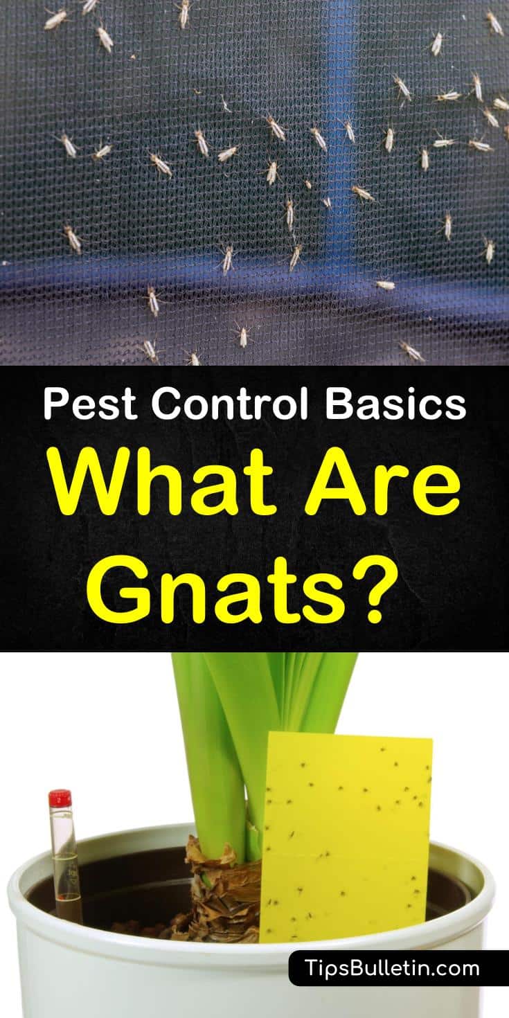 Discover the answer to the question, "What are Gnats?" Learn how to tell the difference between fungus gnats and other flying insects like mosquitoes. Discover the best natural home remedies for dealing with gnats both indoor and outdoor. #whataregnats #gnatlifecycle #gnats