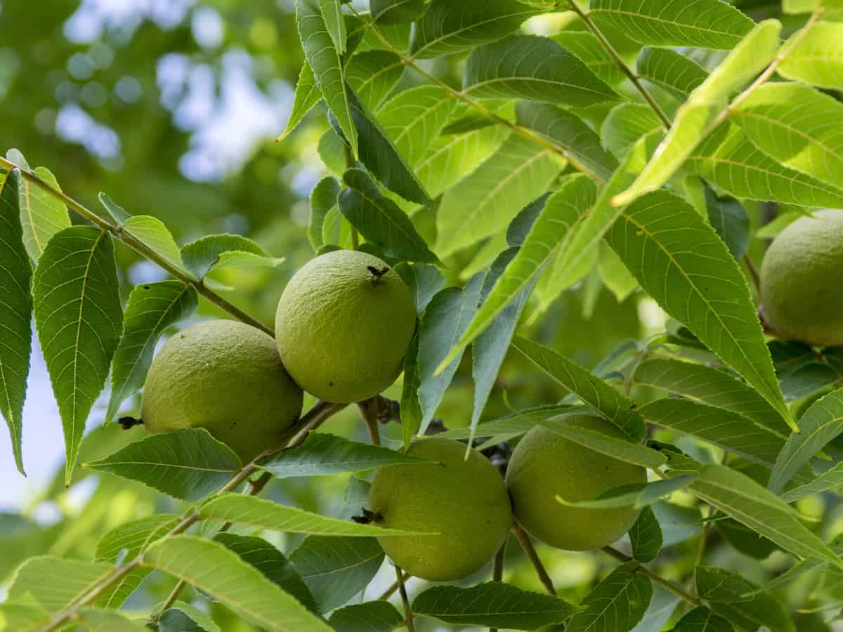 black walnut is a combative plant