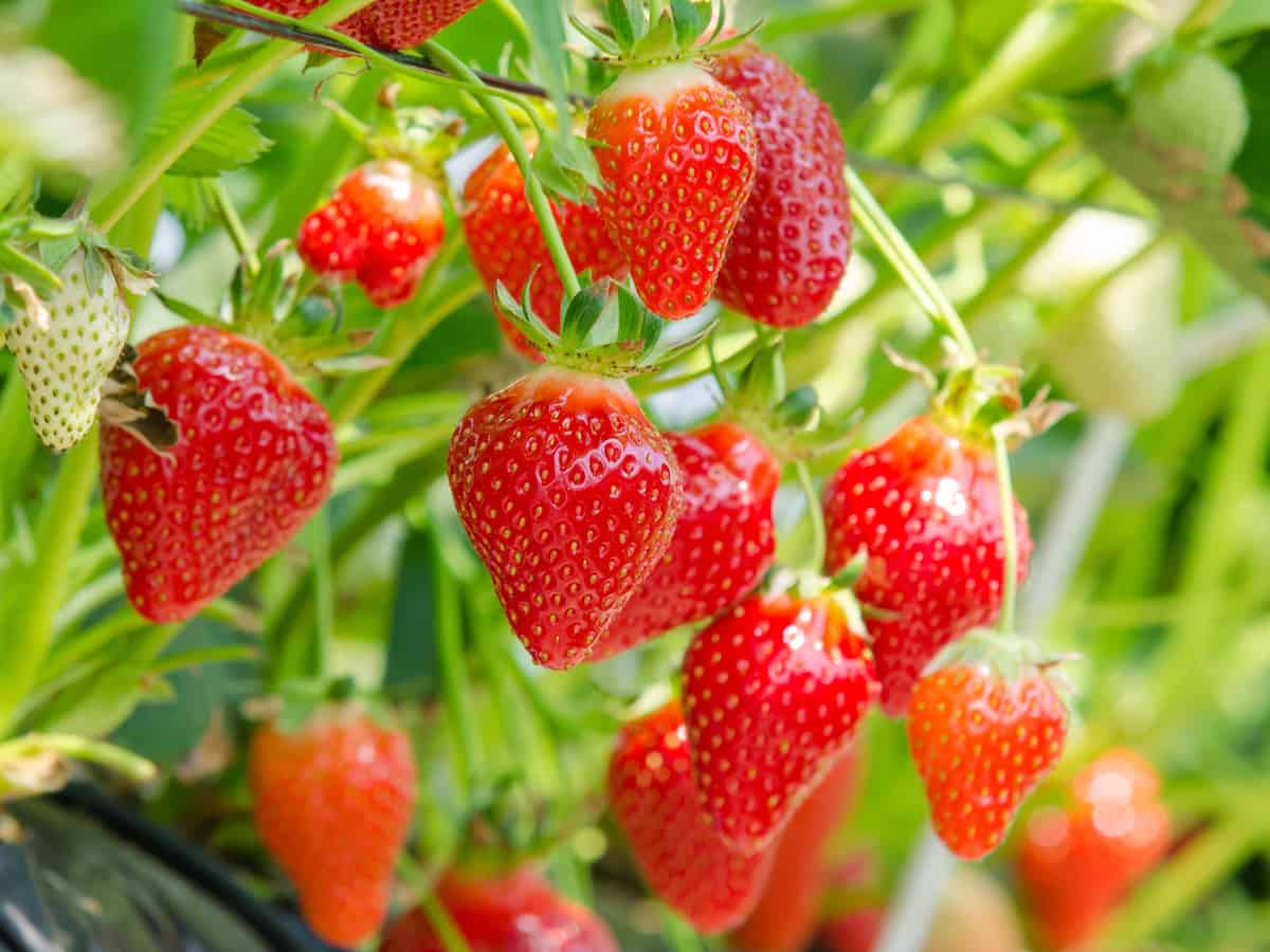 growing strawberries