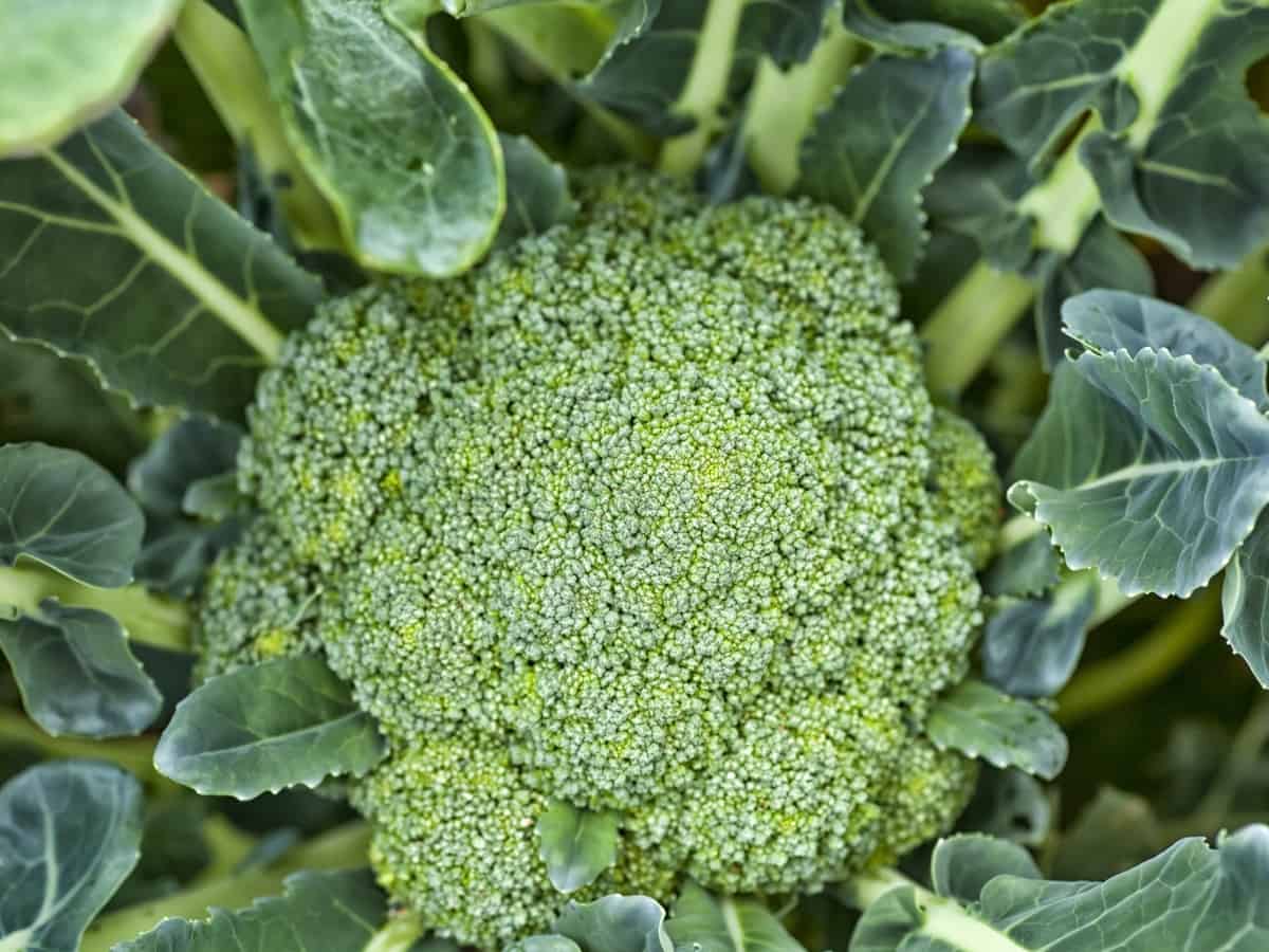 Broccoli in the garden