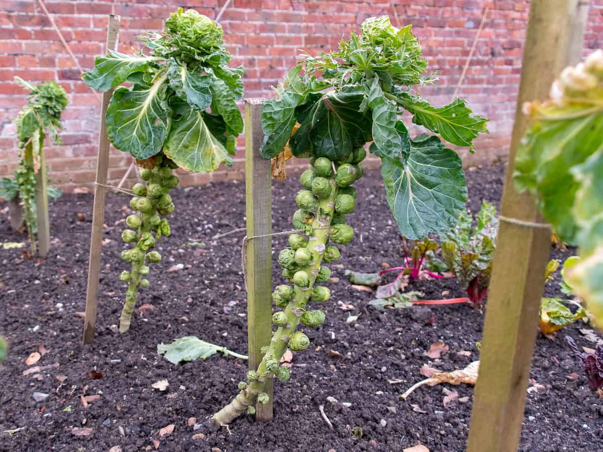 grow brussels sprouts