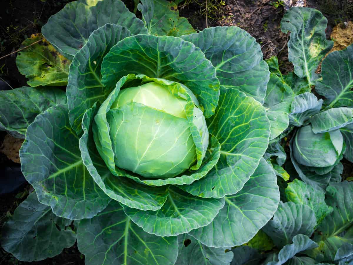 cabbage is a combative garden plant