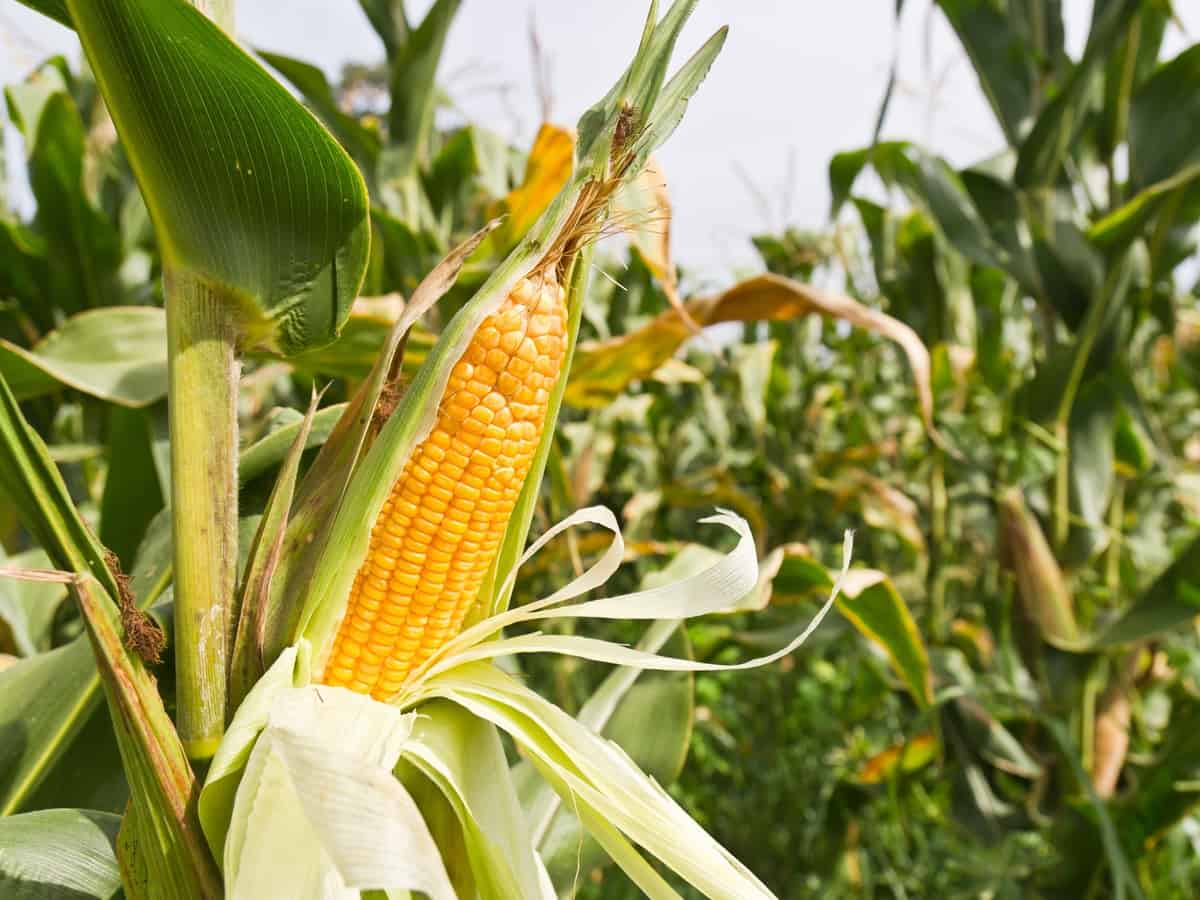 growing corn in a cornfield