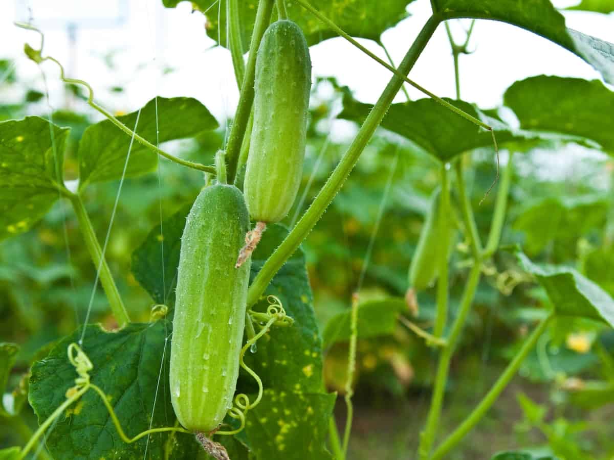 cucumbers a very combative plant