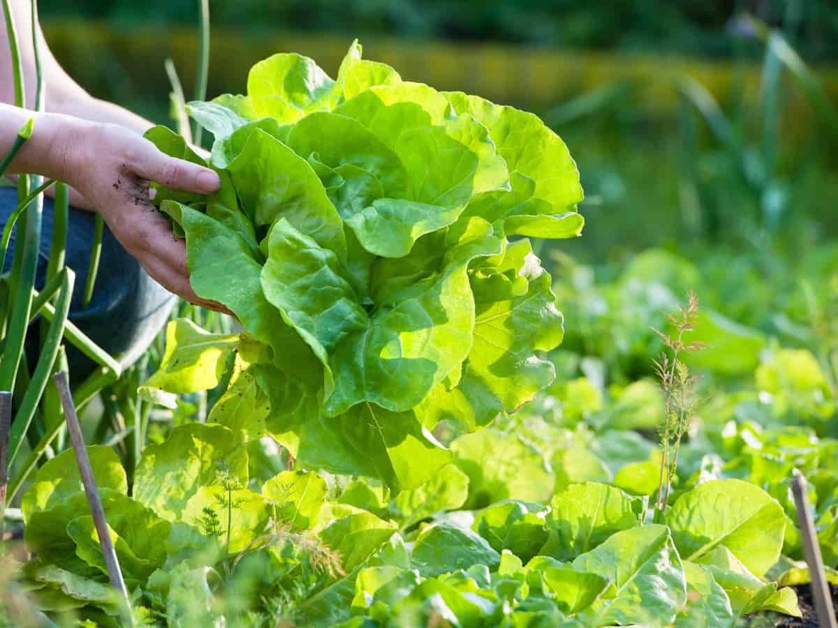 picking a head of lettuce