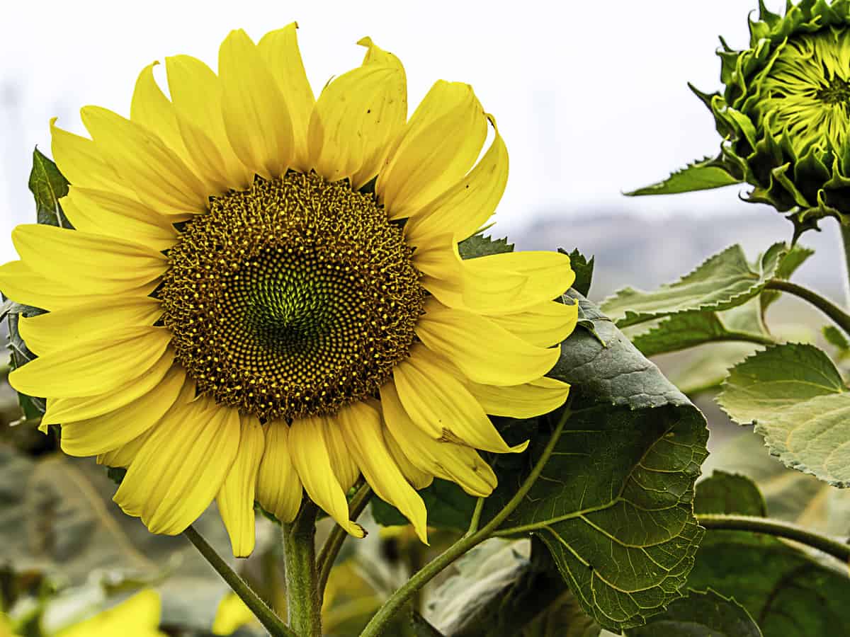 sunflowers spreading sunshine