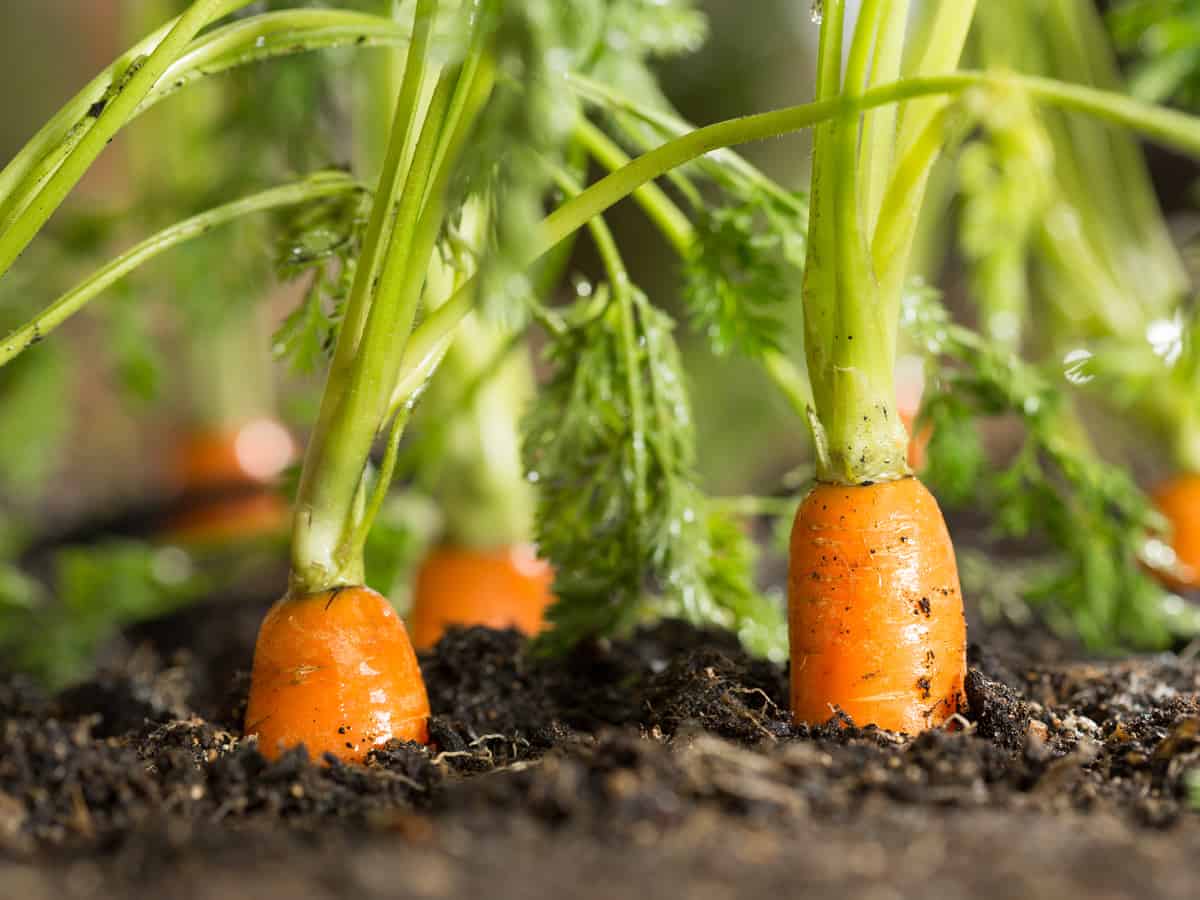 growing carrots