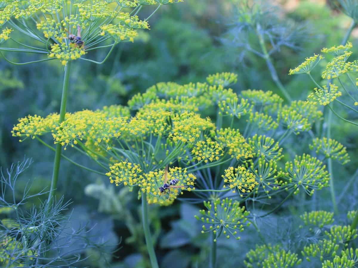 fennel growing in the garden