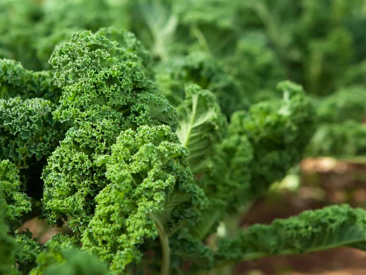 how to grow your own kale