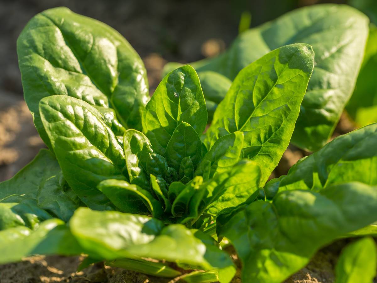 fresh spinach greens