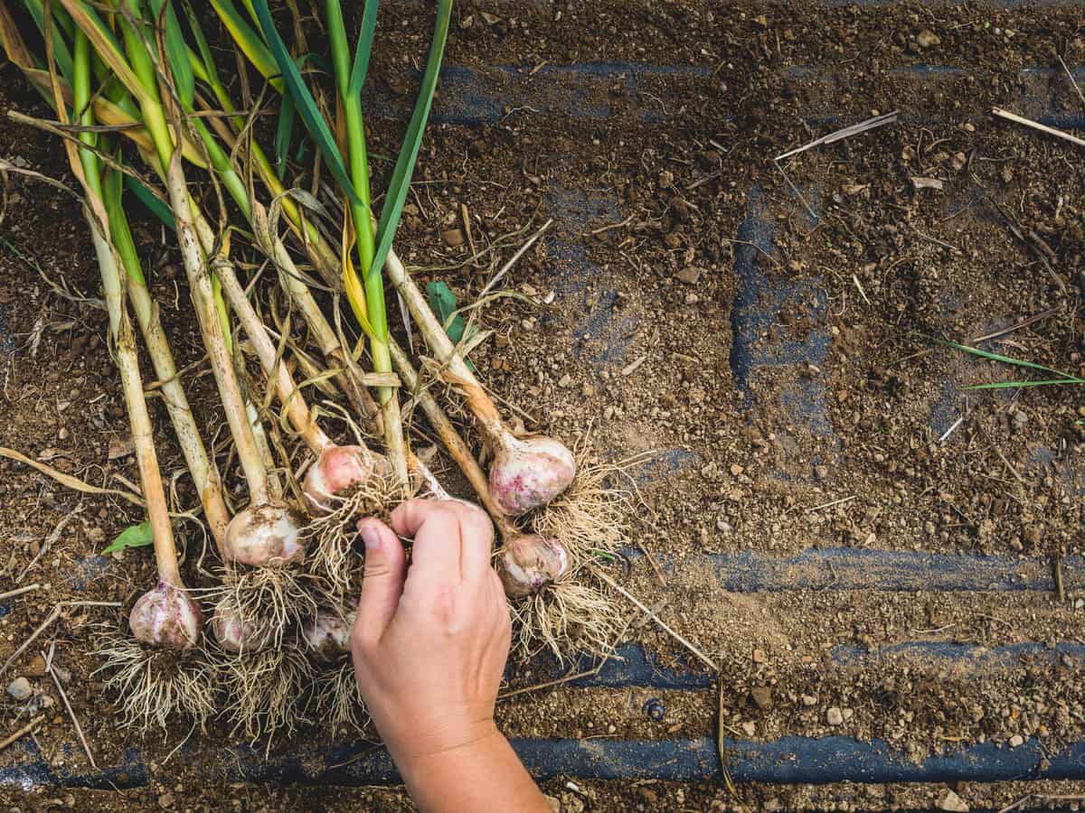 garlic as a combatant garden plant