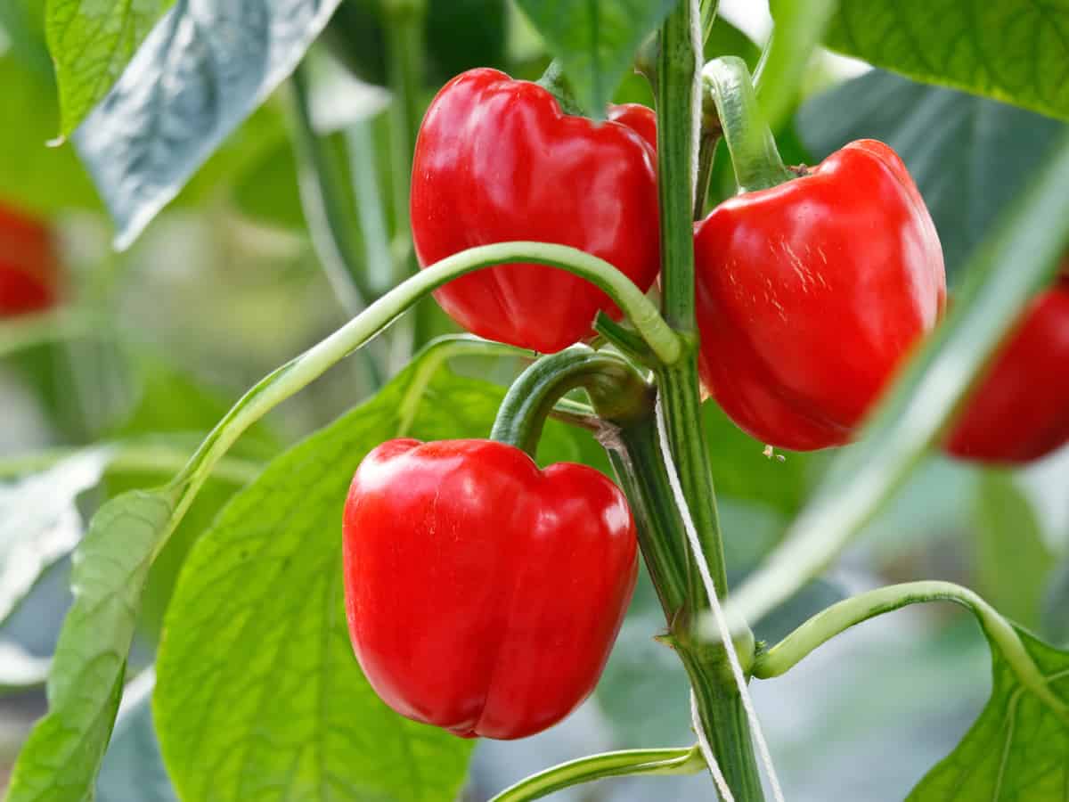 among the most combative plants red bell peppers