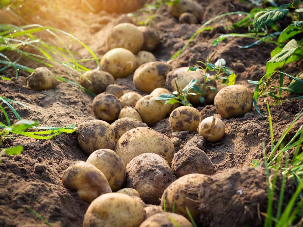 unearthing potatoes in the garden