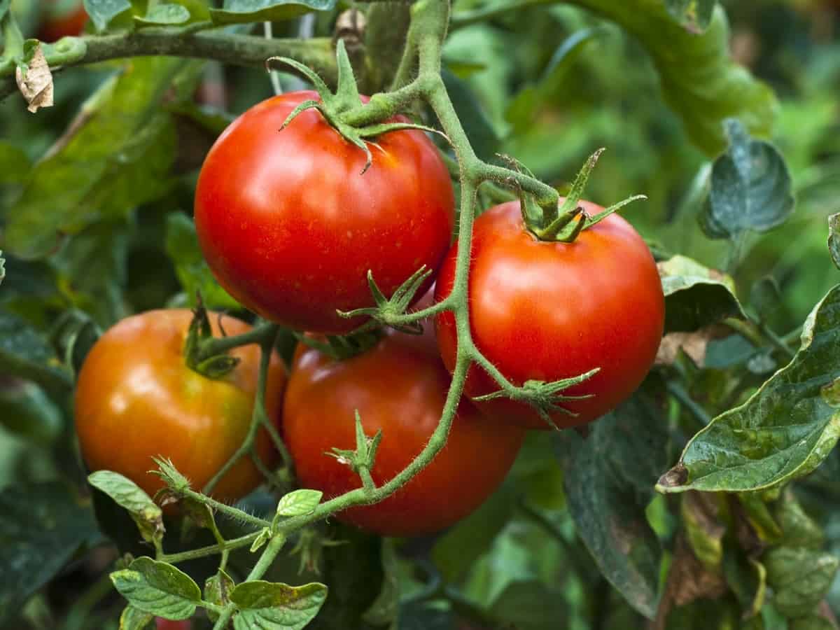 vine-ripened tomatoes