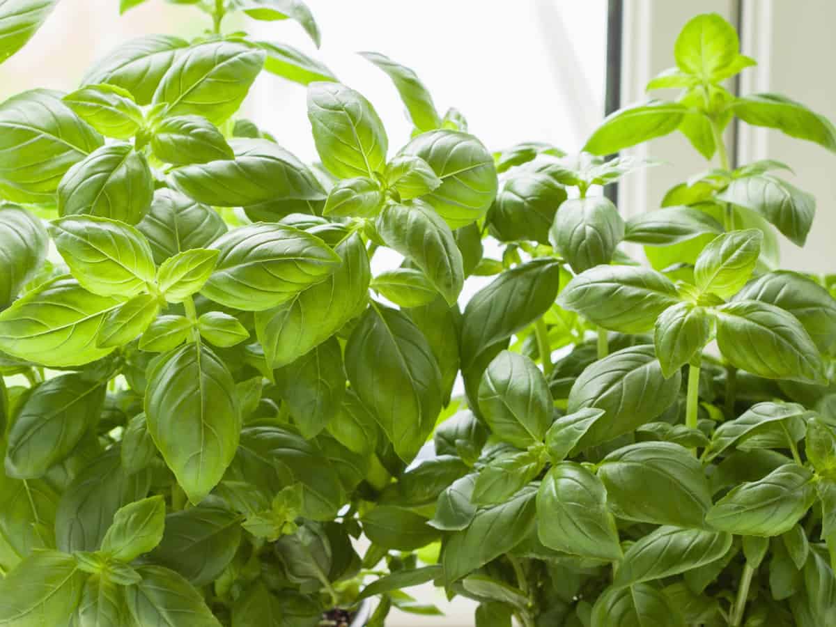 basil is an herb that repels many insects