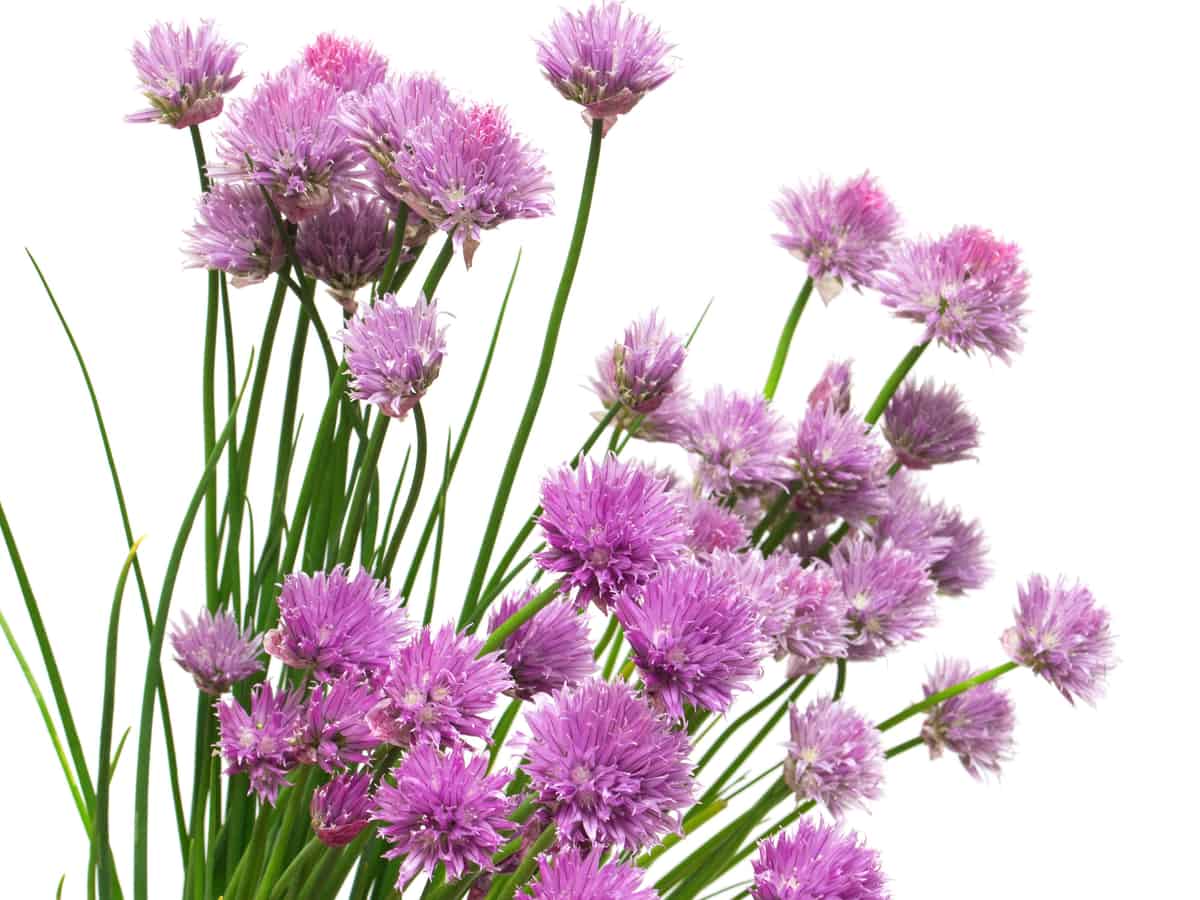 chives are one of the best plants that repel spiders and are for kitchen use too