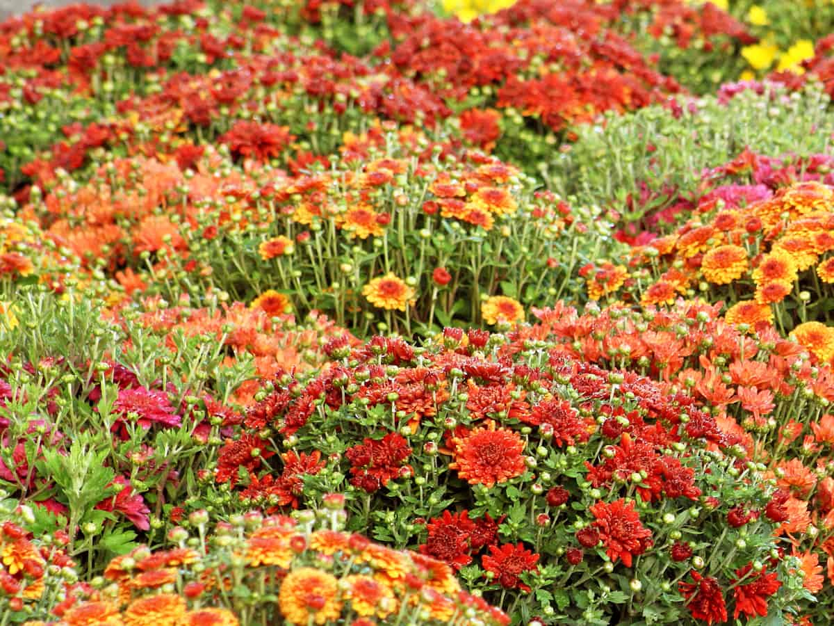 chrysanthemums deter all kinds of insects