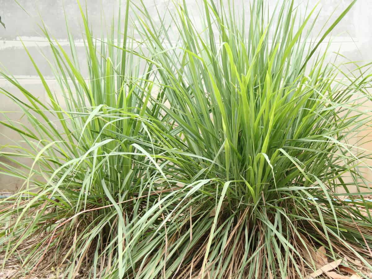 citronella grass or lemongrass repels spiders and mosquitoes