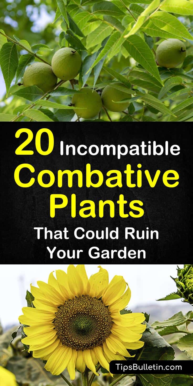 20 incompatible plants to not plant together when companion planting. Combative vegetables, fruits, trees, and herbs to keep separate in the garden. #companionplanting #combativeplants #plantsnotplantogether #fennelhasnofriends #incompatibleplants