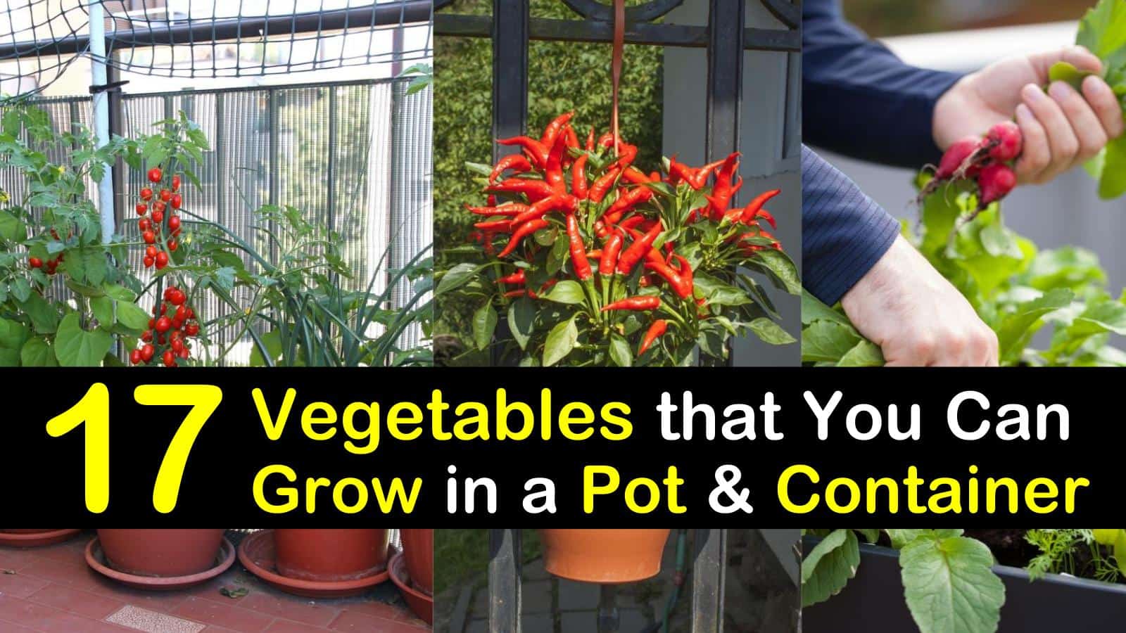 17 Vegetables That You Can Grow In Pots And Containers