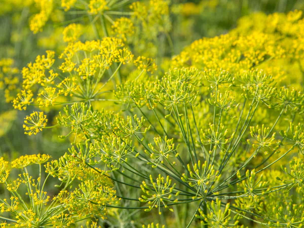 dill is as useful in the kitchen as it is for deterring spiders and other insects