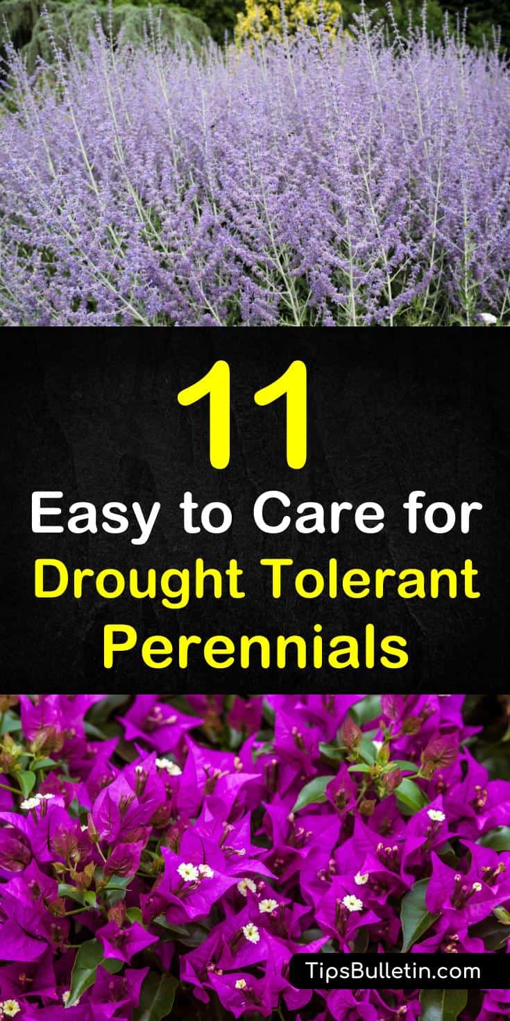 Discover 11 drought tolerant perennials that can be planted in backyards to bring color to your landscape design. From shrubs to ornamental grasses to flowers garden, these beautiful garden ideas will bring beautiful shades of colour to your yard. #landscapedesign #beautifulfrontyards #summersun.