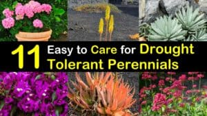 drought tolerant perennials titleimg1