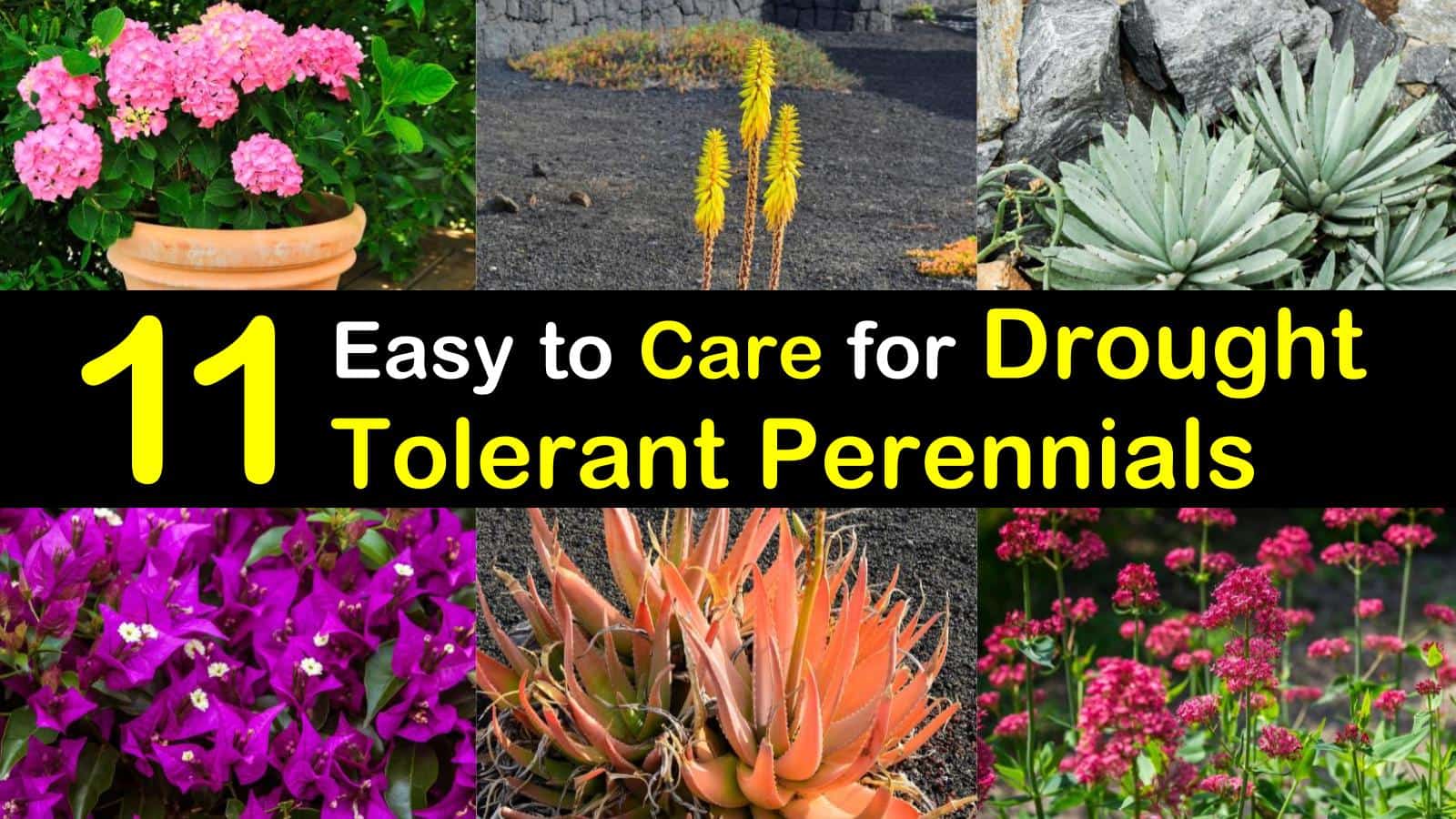 drought tolerant perennials titleimg1
