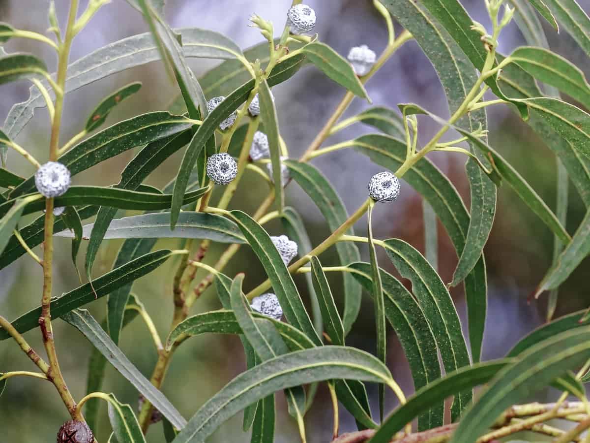 eucalyptus has a distinctive smell