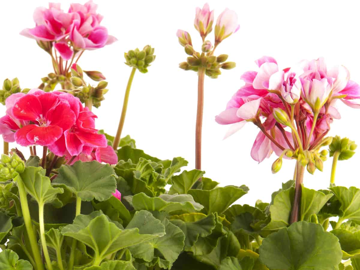 geraniums have a pleasant scent and they are easy to grow