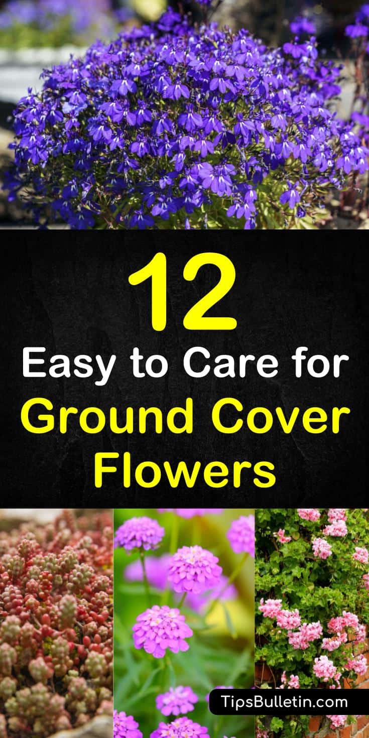 Found out about 12 brilliant ground cover flowering plants to brighten front yards and walkways. Learn about various perennials, like creeping phlox, that you can plant along pathways and in backyards to create a beautiful patio and house. #groundcover #floweringplants, #beautifulwalks #plants