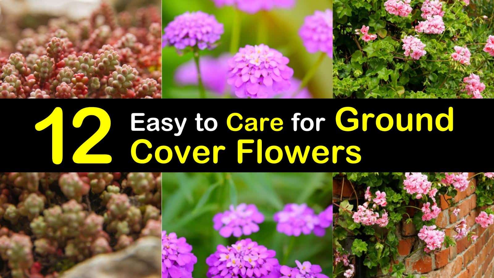 12 Easy To Care For Ground Cover Flowers