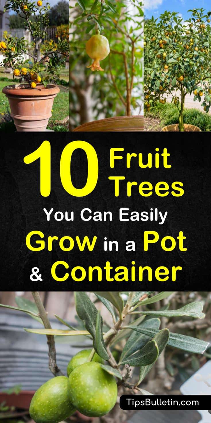 Here are 10 fruit trees you can easily grow in a pot or container if you're dealing with small spaces. With ever shrinking backyards, learn how to grow plants in containers and pots. You can grow fruit trees from seed in containers and pots. #containerplants #growtrees #fruittree #fruittreesinpots