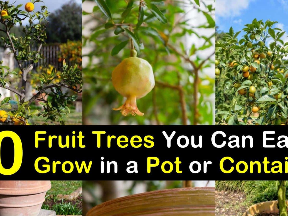 What trees produce fruit