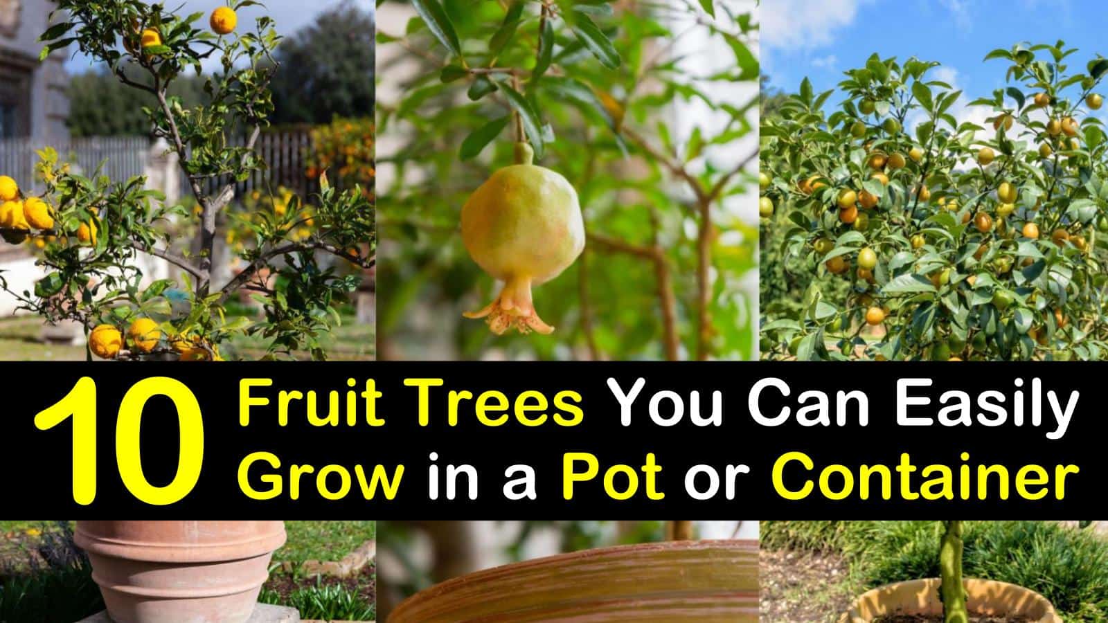 grow fruit trees in container titleimg1