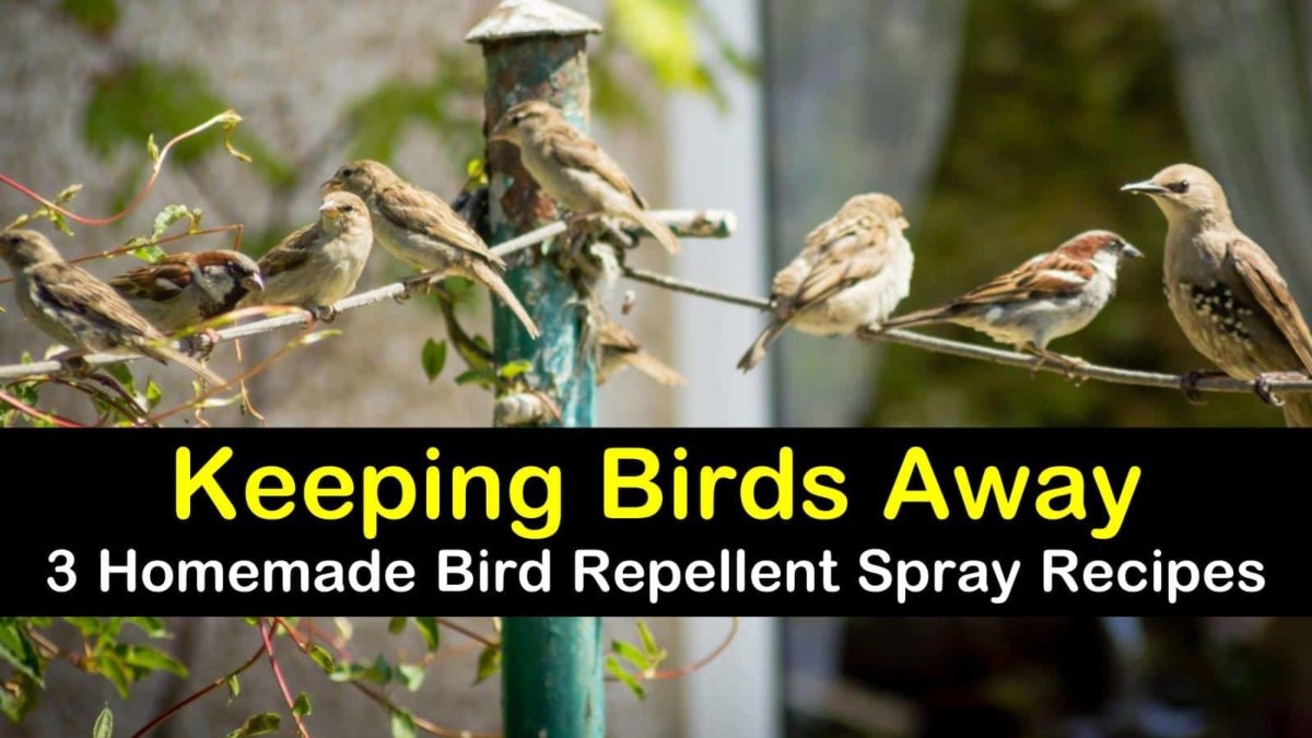 Keeping Birds Away 3 Homemade Bird Repellent Spray Recipes